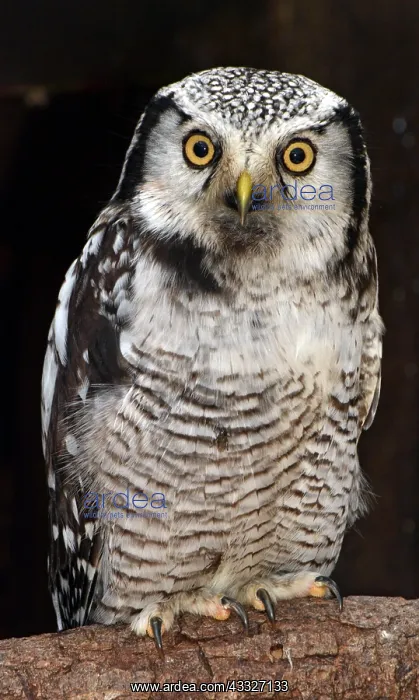 : 80180152 Hawk Owl Europe Surnia ulula Pat Morris : 80180152 Hawk Owl Europe Surnia ulula Pat Morris