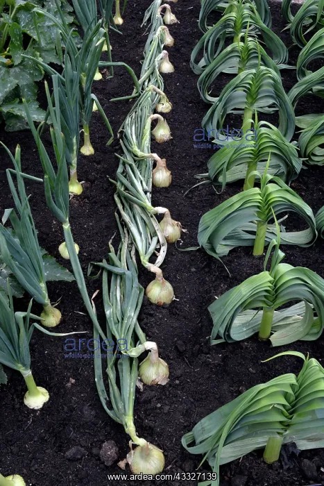 : 80180153 Onions - variety Centurion and Exhibition : 80180153 Onions - variety Centurion and Exhibition