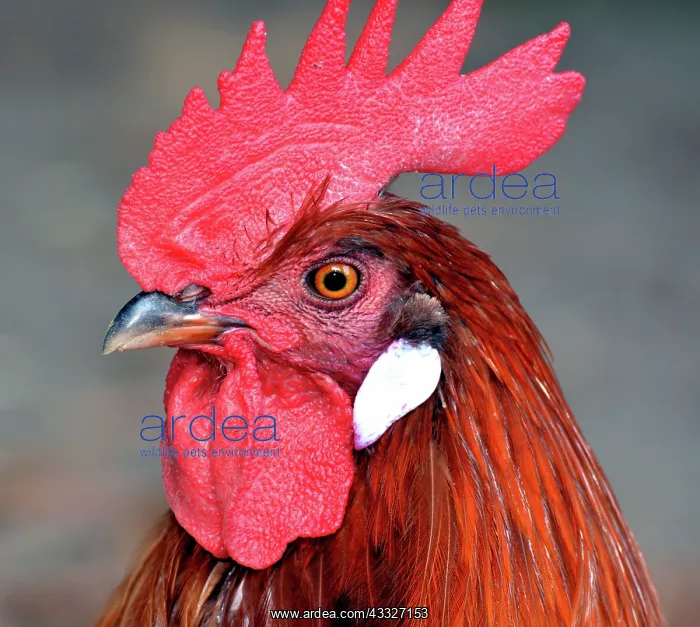 : 80180155 Chicken - red domestic fowl rooster Rhode : 80180155 Chicken - red domestic fowl rooster Rhode