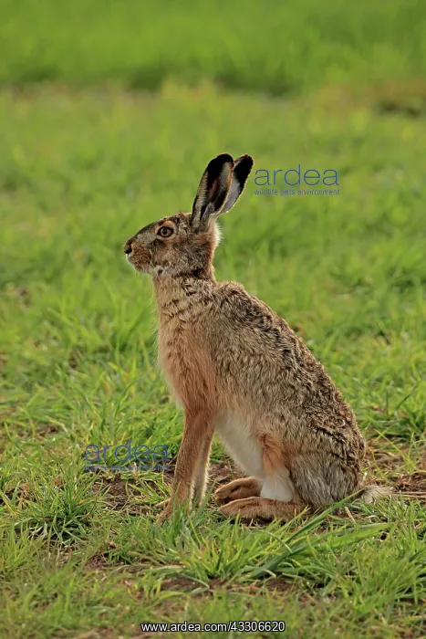  : 80180244 European Hare Austria Lepus europaeus