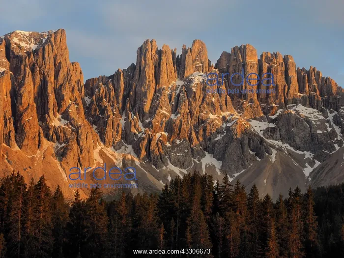 : 80180250 Mount Latemar - in evening light Italy : 80180250 Mount Latemar - in evening light Italy