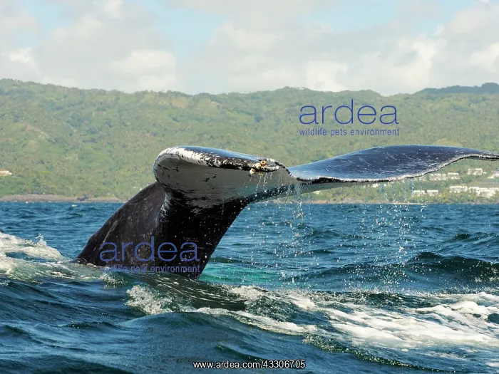 : 80180253 Humpback Whale - fluking Samana, Domiinican : 80180253 Humpback Whale - fluking Samana, Domiinican