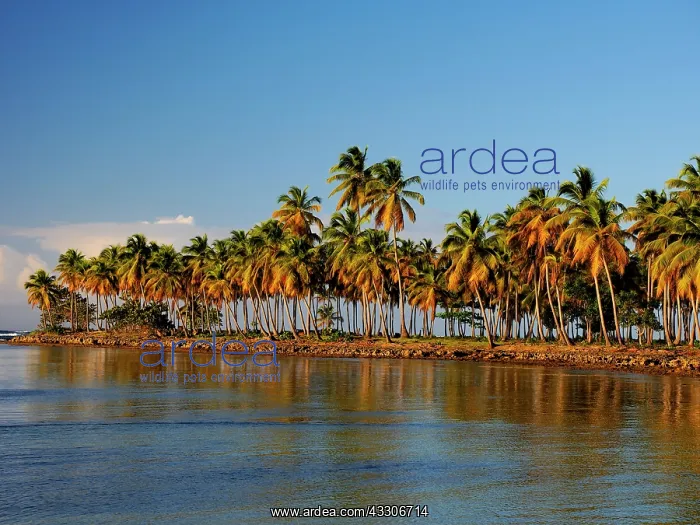: 80180254 Palm Trees Samana, Dominican Republic Stefan : 80180254 Palm Trees Samana, Dominican Republic Stefan
