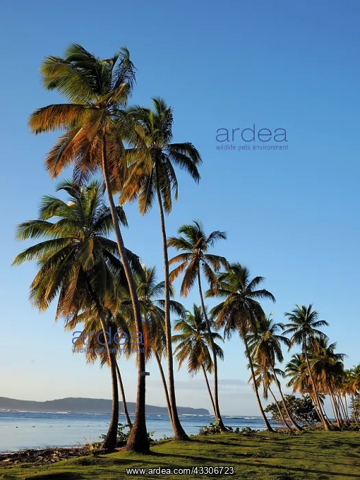 : 80180255 Palm Trees Samana, Dominican Republic Stefan : 80180255 Palm Trees Samana, Dominican Republic Stefan