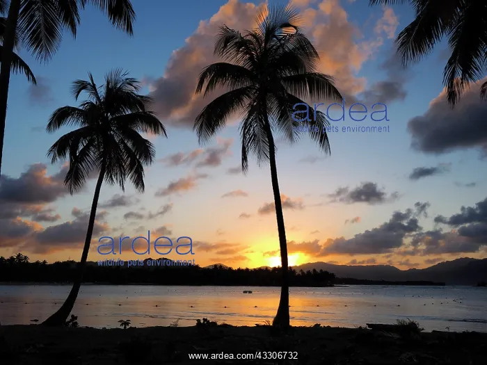  : 80180256 Palm Trees Samana, Dominican Republic Stefan