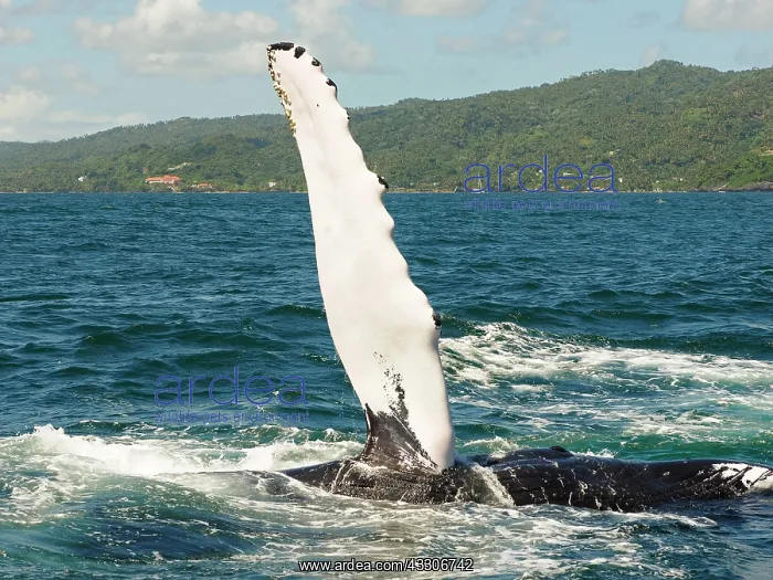 : 80180257 Humpback Whale - flipper Samana, Domiinican : 80180257 Humpback Whale - flipper Samana, Domiinican