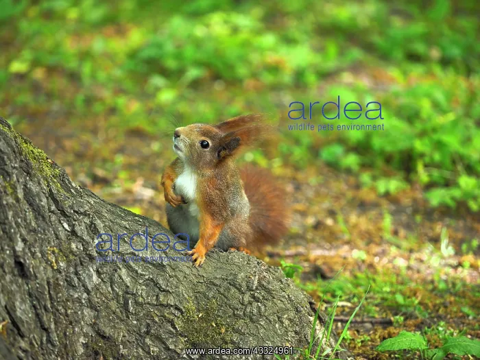 : 80180259 Red Squirrel Germany Sciurus vulgaris Stefan : 80180259 Red Squirrel Germany Sciurus vulgaris Stefan
