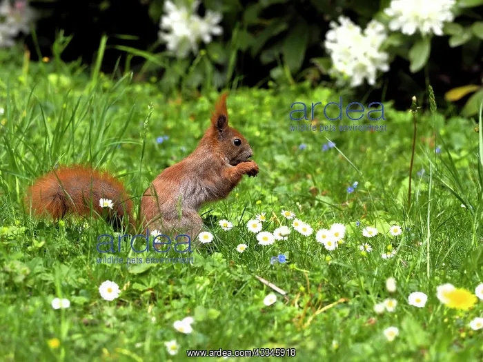 : 80180260 Red Squirrel Germany Sciurus vulgaris Stefan : 80180260 Red Squirrel Germany Sciurus vulgaris Stefan