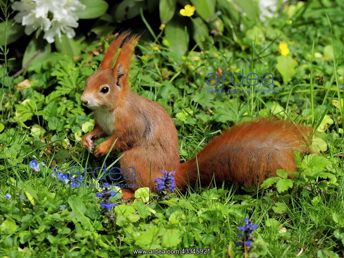 : 80180261 Red Squirrel Germany Sciurus vulgaris Stefan : 80180261 Red Squirrel Germany Sciurus vulgaris Stefan