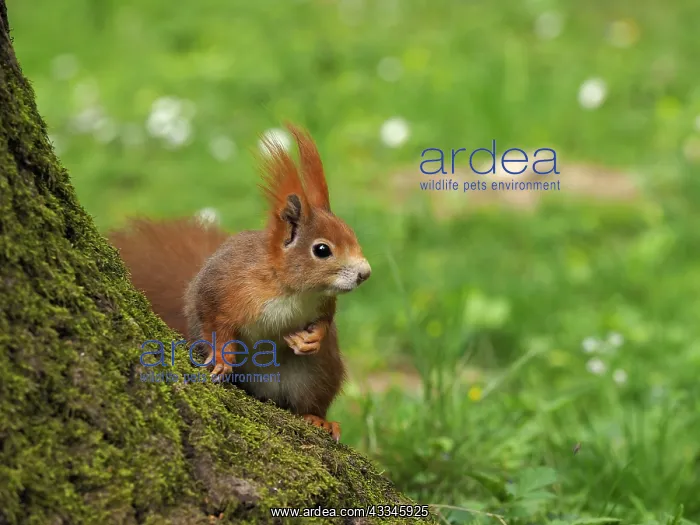 : 80180262 Red Squirrel Germany Sciurus vulgaris Stefan : 80180262 Red Squirrel Germany Sciurus vulgaris Stefan