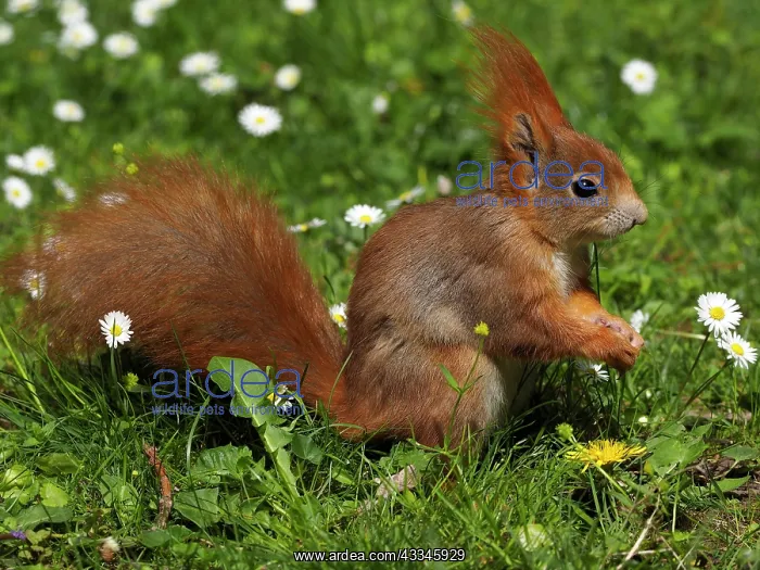 : 80180263 Red Squirrel Germany Sciurus vulgaris Stefan : 80180263 Red Squirrel Germany Sciurus vulgaris Stefan