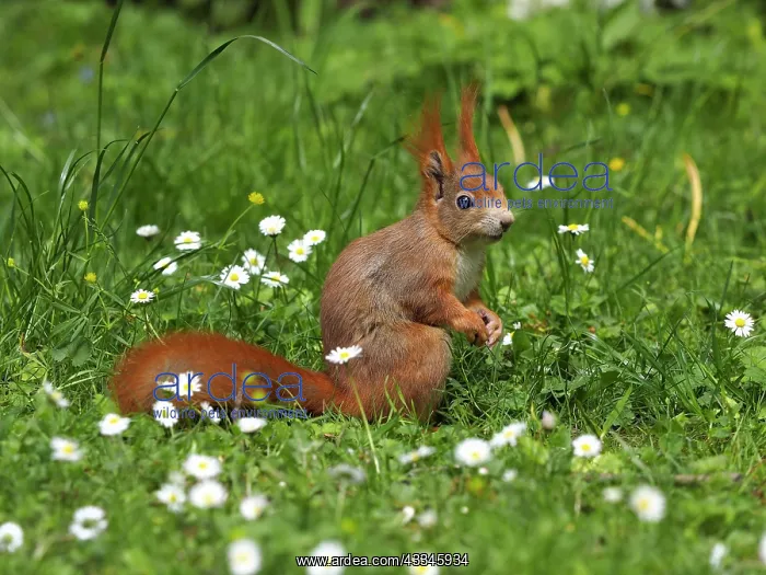 : 80180264 Red Squirrel Germany Sciurus vulgaris Stefan : 80180264 Red Squirrel Germany Sciurus vulgaris Stefan