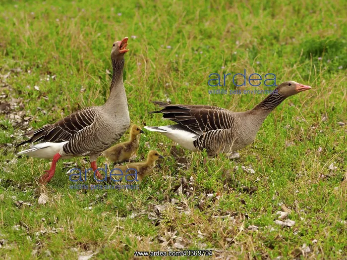 : 80180268 Greylag Goose - geese family Austria Anser : 80180268 Greylag Goose - geese family Austria Anser