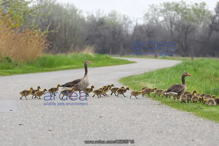 : 80180269 Greylag Goose - geese family crossing road : 80180269 Greylag Goose - geese family crossing road