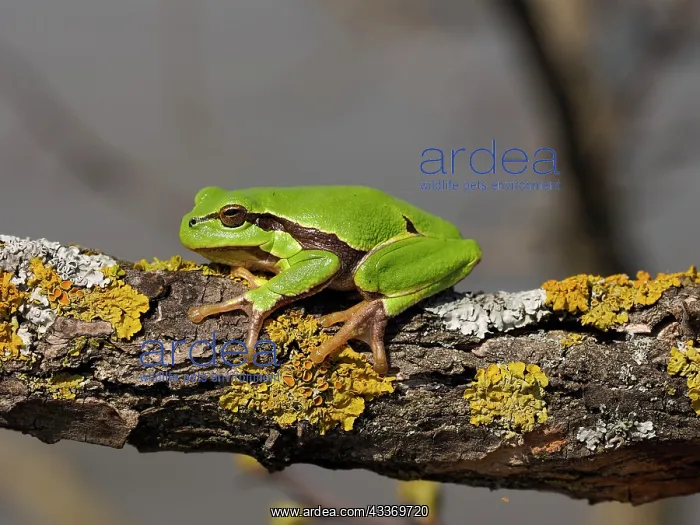 : 80180271 European Tree Frog - on branch Austria : 80180271 European Tree Frog - on branch Austria