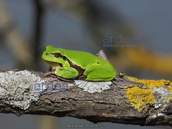 : 80180272 European Tree Frog - on branch Austria : 80180272 European Tree Frog - on branch Austria