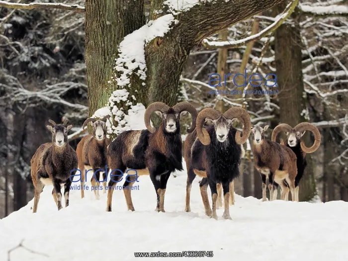  : 80180275 European Mouflon - in snow covered forest