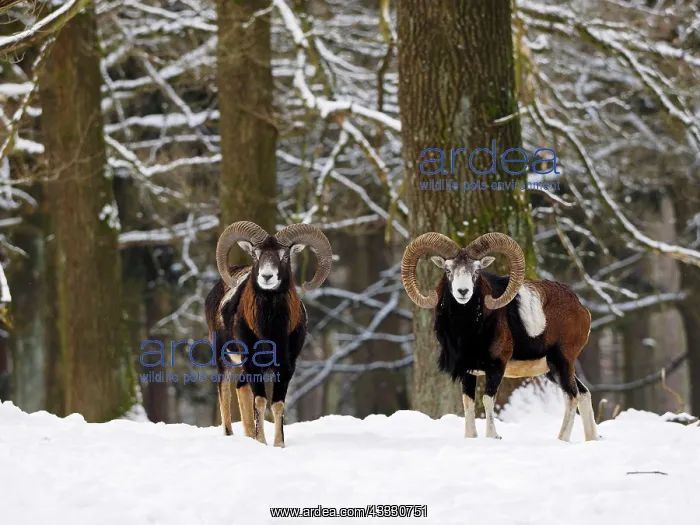 : 80180276 European Mouflon - in snow covered forest : 80180276 European Mouflon - in snow covered forest