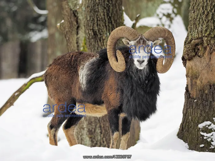 : 80180277 European Mouflon - in snow covered forest : 80180277 European Mouflon - in snow covered forest