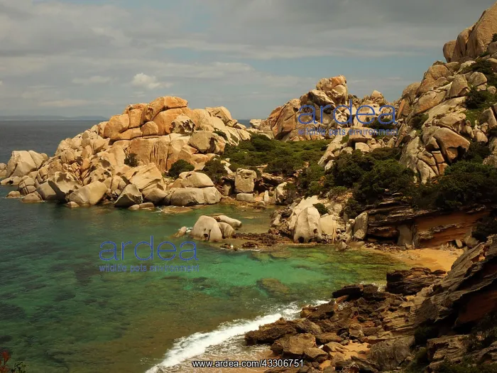 : 80180286 Granite Rocks - sea coast Capo Testa, Santa : 80180286 Granite Rocks - sea coast Capo Testa, Santa