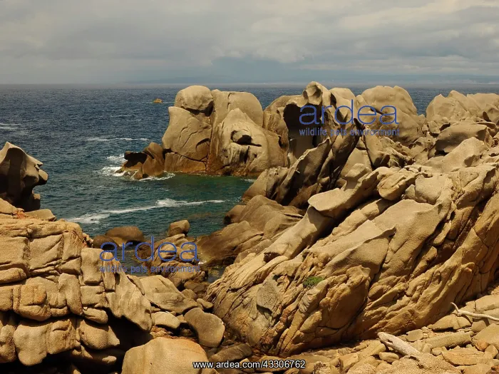 : 80180287 Granite Rocks - sea coast Capo Testa, Santa : 80180287 Granite Rocks - sea coast Capo Testa, Santa