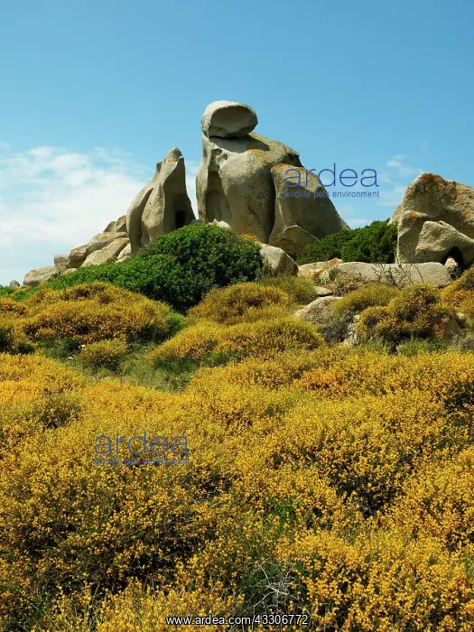  : 80180288 Granite Rocks Capo Testa, Santa Teresa
