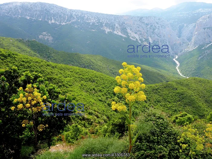  : 80180289 Giant Fennel - with mountain background