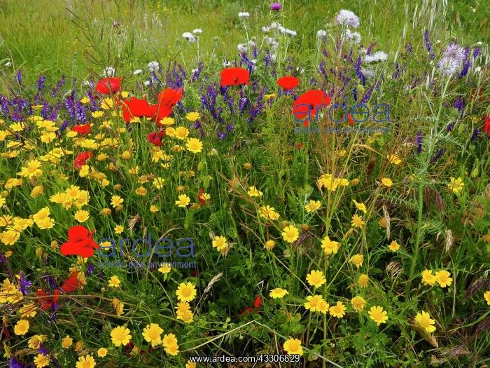 : 80180294 Wild Meadow Flowers - including poppy Sardinia : 80180294 Wild Meadow Flowers - including poppy Sardinia