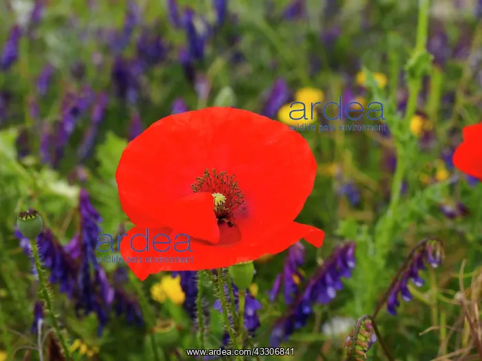 : 80180295 Wild Meadow Flowers - including poppy Sardinia : 80180295 Wild Meadow Flowers - including poppy Sardinia