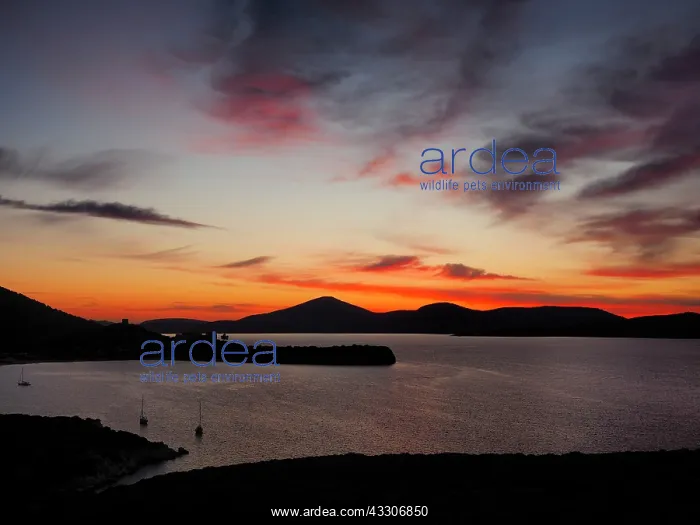 : 80180296 Baja Porto Conte - seascape at sunset : 80180296 Baja Porto Conte - seascape at sunset