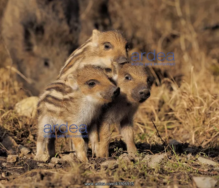 : 80180302 Wild Boar - young pigs Germany Sus scrofa : 80180302 Wild Boar - young pigs Germany Sus scrofa