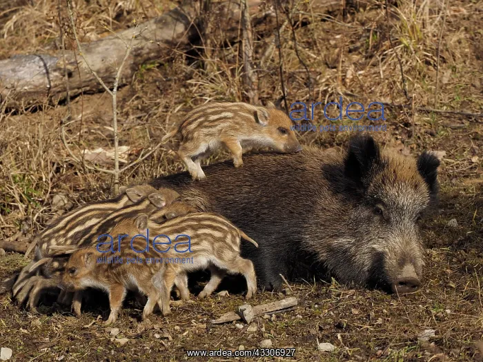 : 80180303 Wild Boar - female nursing young Germany : 80180303 Wild Boar - female nursing young Germany