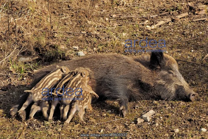 : 80180304 Wild Boar - female nursing young Germany : 80180304 Wild Boar - female nursing young Germany