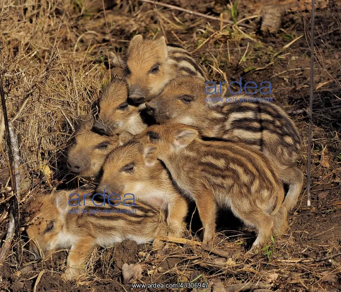 : 80180305 Wild Boar - young pigs Germany Sus scrofa : 80180305 Wild Boar - young pigs Germany Sus scrofa