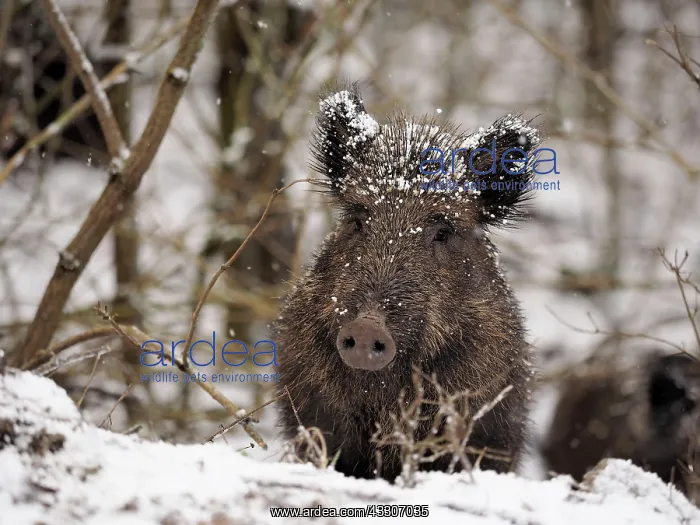 : 80180313 Wild Boar - in snow Germany Sus scrofa : 80180313 Wild Boar - in snow Germany Sus scrofa