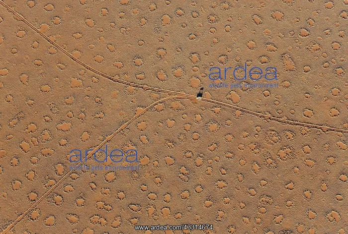 : 80180314 Namib Desert - vehicle crossing sandy plain : 80180314 Namib Desert - vehicle crossing sandy plain