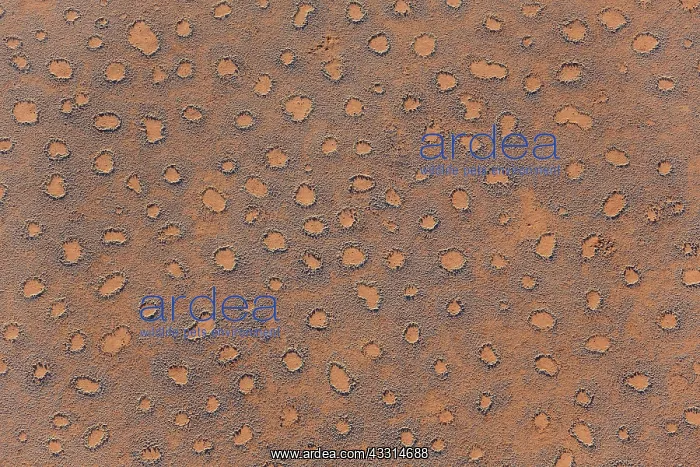 : 80180317 Namib Desert - with so-called Fairy Circles : 80180317 Namib Desert - with so-called Fairy Circles