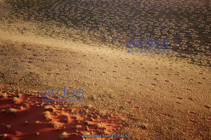 : 80180318 Namib Desert - with so-called Fairy Circles : 80180318 Namib Desert - with so-called Fairy Circles