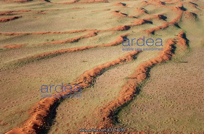 : 80180320 Namib Desert - with so-called Fairy Circles : 80180320 Namib Desert - with so-called Fairy Circles