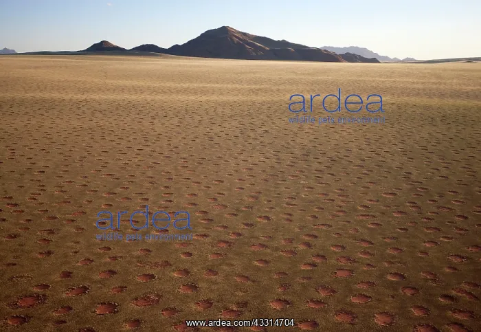 : 80180321 Namib Desert - with so-called Fairy Circles : 80180321 Namib Desert - with so-called Fairy Circles