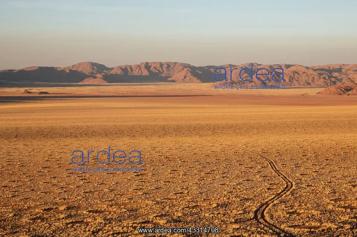 : 80180322 Namib Desert - with so-called Fairy Circles : 80180322 Namib Desert - with so-called Fairy Circles