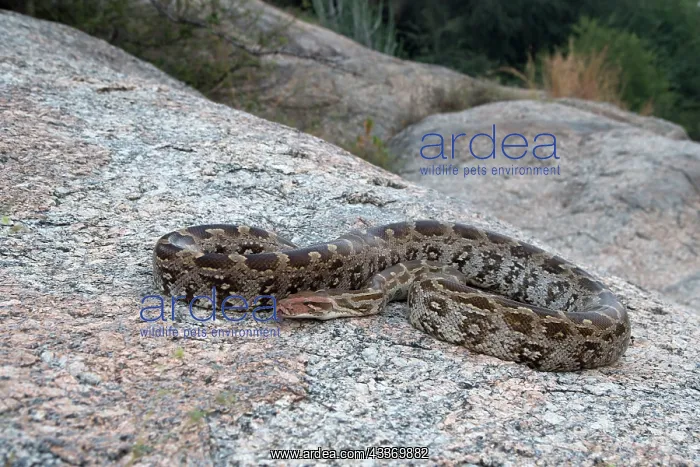: 80180330 Asian Rock Python Bera area, Rajasthan : 80180330 Asian Rock Python Bera area, Rajasthan