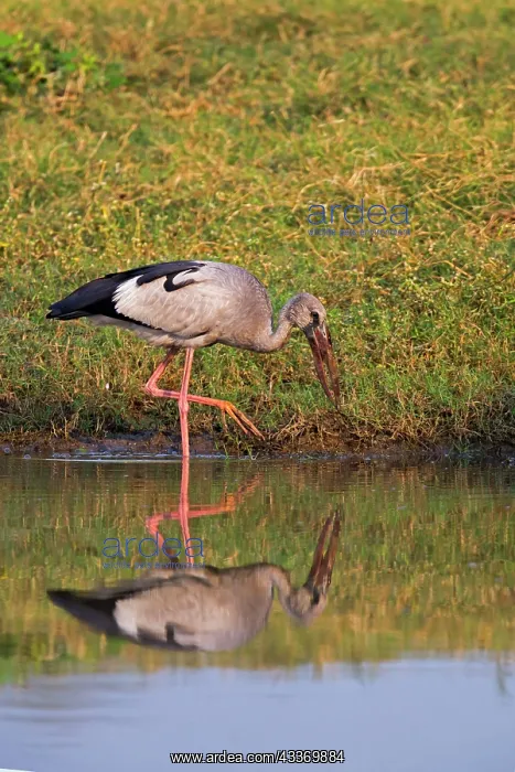 : 80180331 Asian Openbill / Asian Openbill Stork Bera : 80180331 Asian Openbill / Asian Openbill Stork Bera