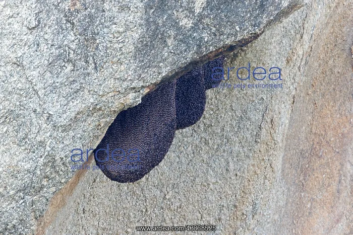 : 80180348 Bees nest - in the rocks - in the shade : 80180348 Bees nest - in the rocks - in the shade