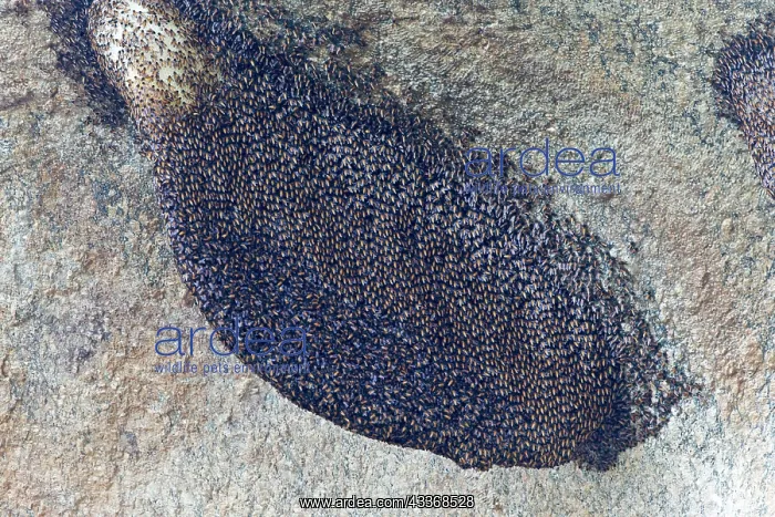 : 80180349 Bees nest - in the rocks - in the shade : 80180349 Bees nest - in the rocks - in the shade