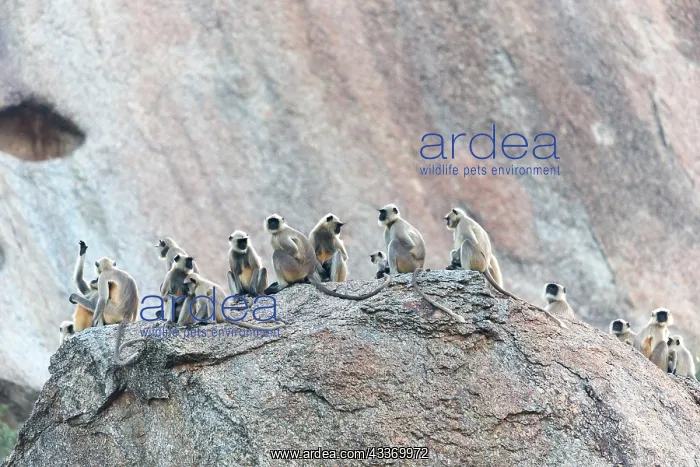 : 80180412 Northern Plains Grey Langur / Hanuman Langur : 80180412 Northern Plains Grey Langur / Hanuman Langur