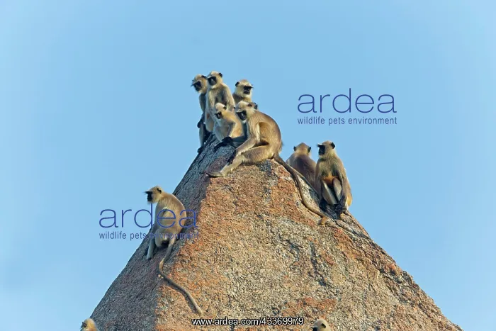 : 80180414 Northern Plains Grey Langur / Hanuman Langur : 80180414 Northern Plains Grey Langur / Hanuman Langur