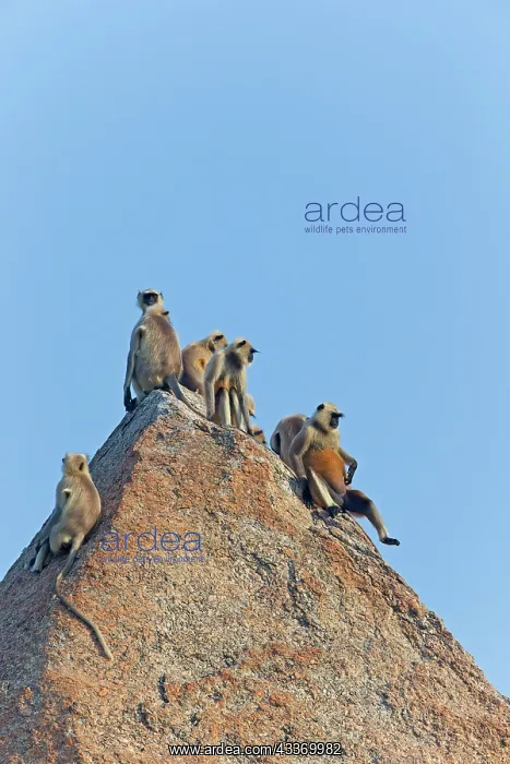 : 80180415 Northern Plains Grey Langur / Hanuman Langur : 80180415 Northern Plains Grey Langur / Hanuman Langur