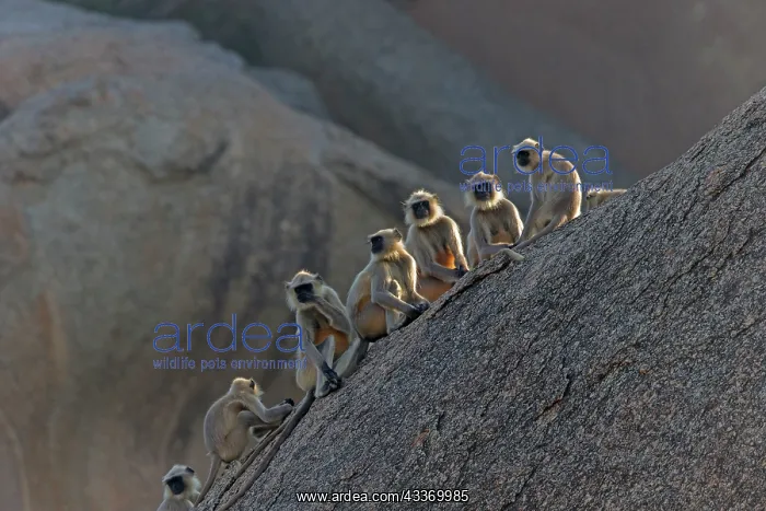 : 80180416 Northern Plains Grey Langur / Hanuman Langur : 80180416 Northern Plains Grey Langur / Hanuman Langur