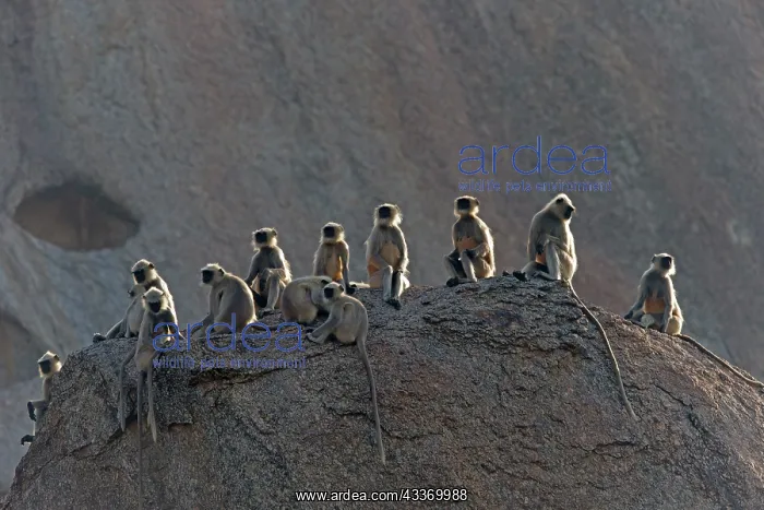 : 80180417 Northern Plains Grey Langur / Hanuman Langur : 80180417 Northern Plains Grey Langur / Hanuman Langur